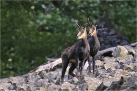 <p>KAMZÍK HORSKÝ (Rupicapra rupicapra) Lužické hory, Studenec ---- /Chamois - Gämse/</p>